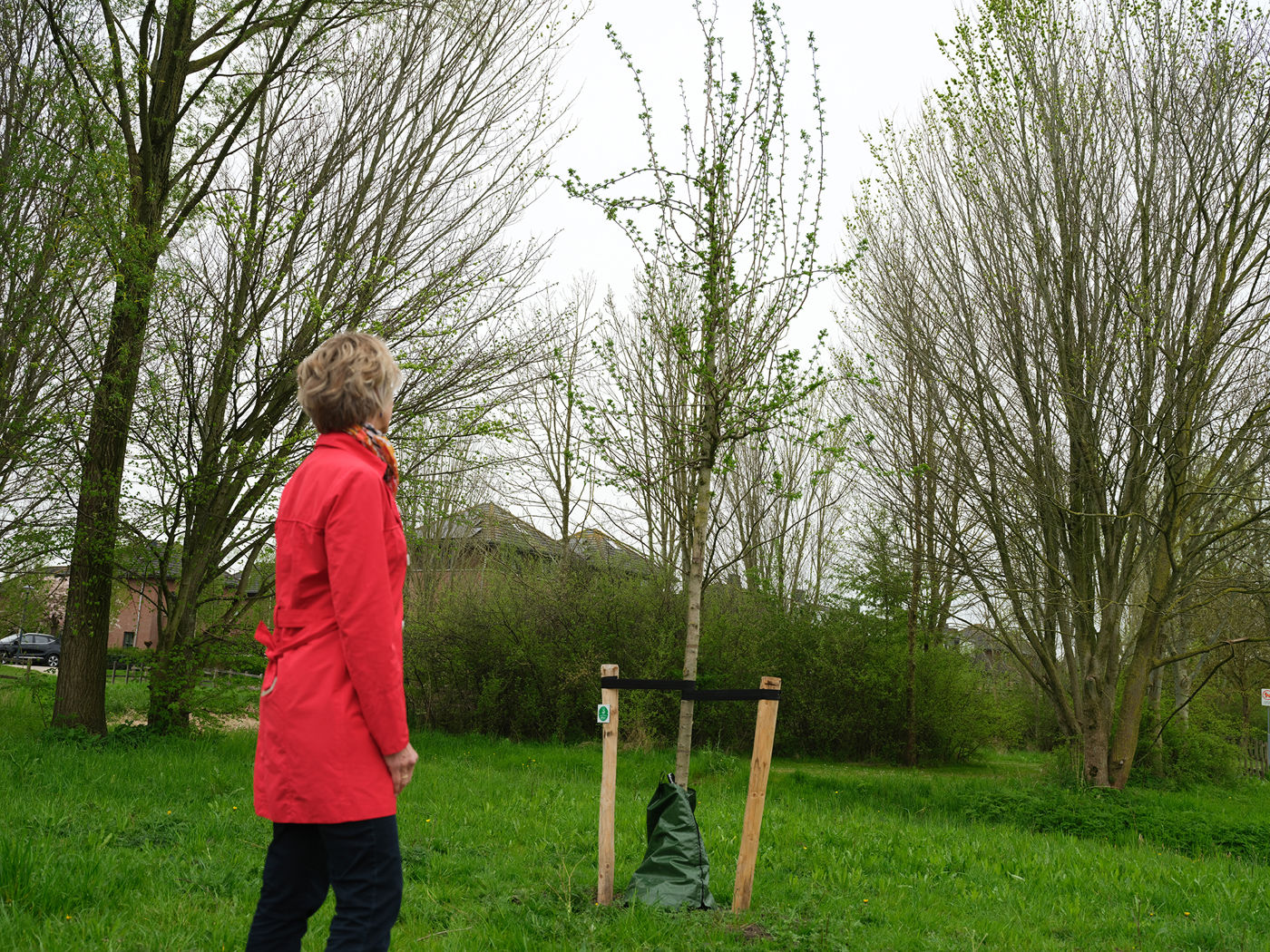 Rotary Mijn Droomboom - Persoon die kijkt naar boom in John Raedeckerhof Hoorn